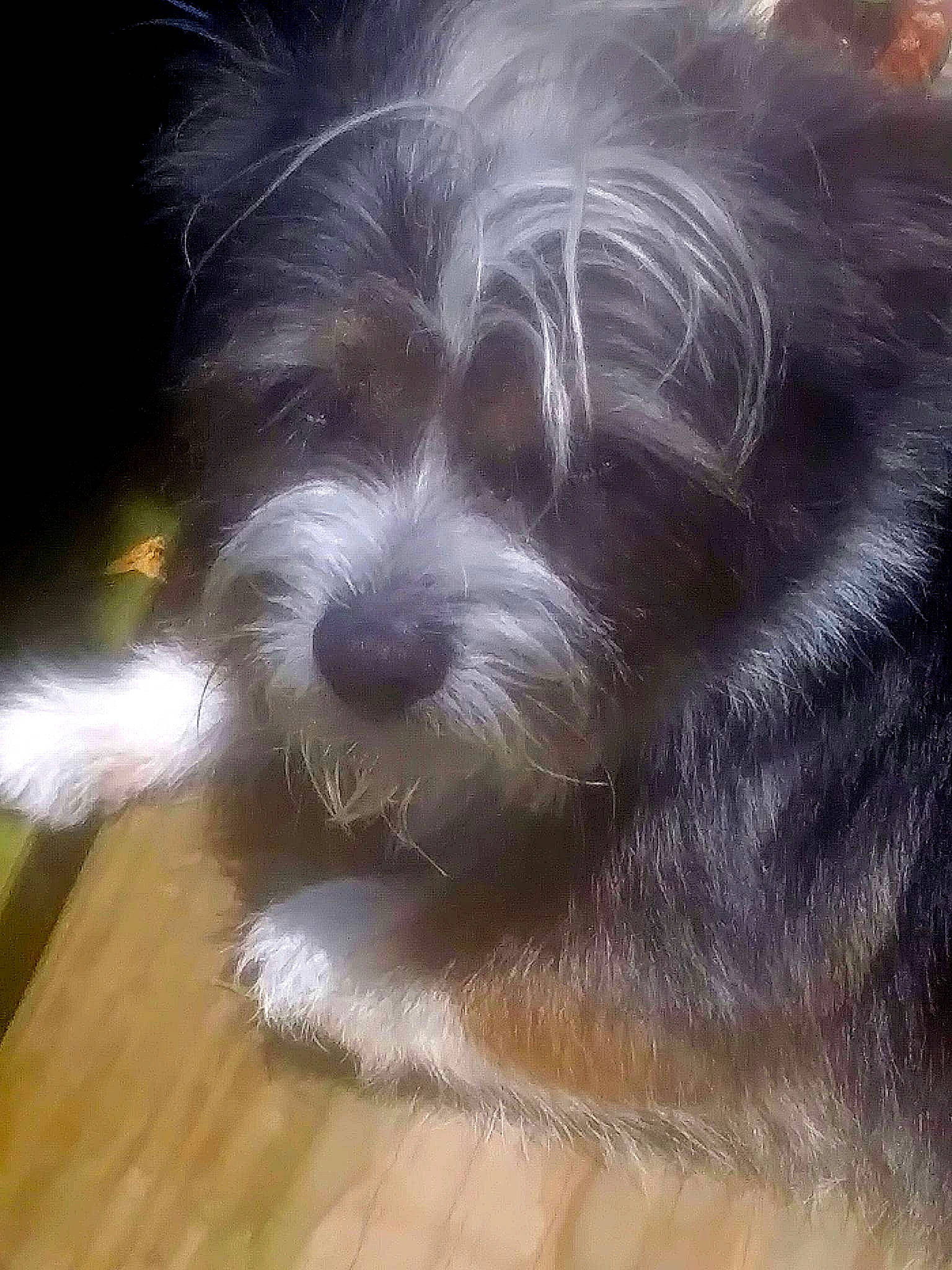 Rex joined the competition — help win amazing prizes! canidae, carnivore, cloud, companion_dog, dog, dog_breed, fur, hardwood, liver, non_sporting_group, schnauzer, small_terrier, snout, sporting_group, tail, terrier, toy_dog, varnish, wood, working_animal