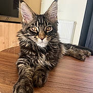 Alpha a rejoint le concours — aidez-le/la à gagner de superbes lots ! cat, maine_coon, feline, pet, animal, tabby, ears, whiskers, wooden_table, indoor, relaxed, fur, portrait, domestic_cat, looking, close_up, cute, mammal, house, resting