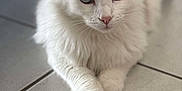 Bounty participe au concours pour gagner de l'argent avec cette photo : abyssinian, angora, animal, cat, hardwood, kitten, manx, pet, siamese, wood