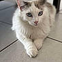 abyssinian, angora, animal, cat, hardwood, kitten, manx, pet, siamese, wood