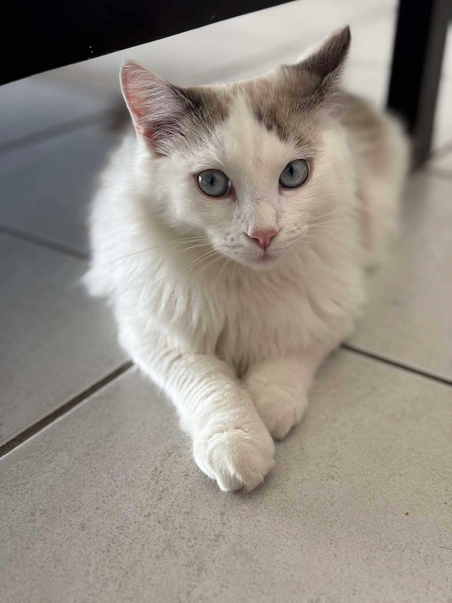 Bounty participe au concours pour gagner de l'argent avec cette photo : abyssinian, angora, animal, cat, hardwood, kitten, manx, pet, siamese, wood