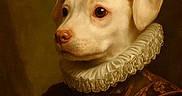 Gunner is registered to the contest to win money with this photo: animal, artistic, brown_background, classic, close_up, costume, dog, dressed_up, formal, historical_clothing, indoor, noble, pet, portrait, renaissance, ruffled_collar, serious_expression, studio_lighting, vintage_style, white_fur