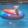 Gunner is registered to the contest to win money with this photo: animal, blue, canine, daytime, dog, float, floating, fun, inflatable, leisure, outdoor, pet, poolside, relaxing, summer, sunlight, swimming_pool, vacation, water, white