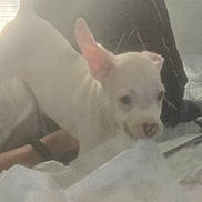 Gunner is registered to the contest to win money with this photo: animal, bed, blanket, blur, chewing, cute, dog, domestic_animal, ear, furniture, indoor, light, paper, pet, resting, small_dog, soft_light, tissue, white_dog, window