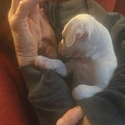 Gunner joined the competition — help win amazing prizes! person, puppy, dog, white_dog, hand, face, cuddle, snuggle, warmth, indoor, cozy, blur, close-up, affection, pet, comfort, human, animal, casual, relaxation