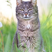 Jojo a rejoint le concours — aidez-le/la à gagner de superbes lots ! animal, cat, closeup, daylight, ears, expression, eyes, feline, fur, grass, green, mammal, nature, outdoor, plant, portrait, sitting, tabby, whiskers, wildlife