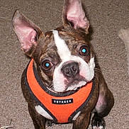 Samsonn is registered to the contest to win money with this photo: dog, puppy, boston_terrier, pet, orange_harness, voyager_label, carpet, indoor, toy_rope, big_ears, perky_ears, brindle_coat, white_marking, close_up, portrait, sitting, curious_expression, flash_glint, cute, front_paws