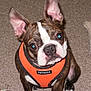 dog, puppy, boston_terrier, pet, orange_harness, voyager_label, carpet, indoor, toy_rope, big_ears, perky_ears, brindle_coat, white_marking, close_up, portrait, sitting, curious_expression, flash_glint, cute, front_paws