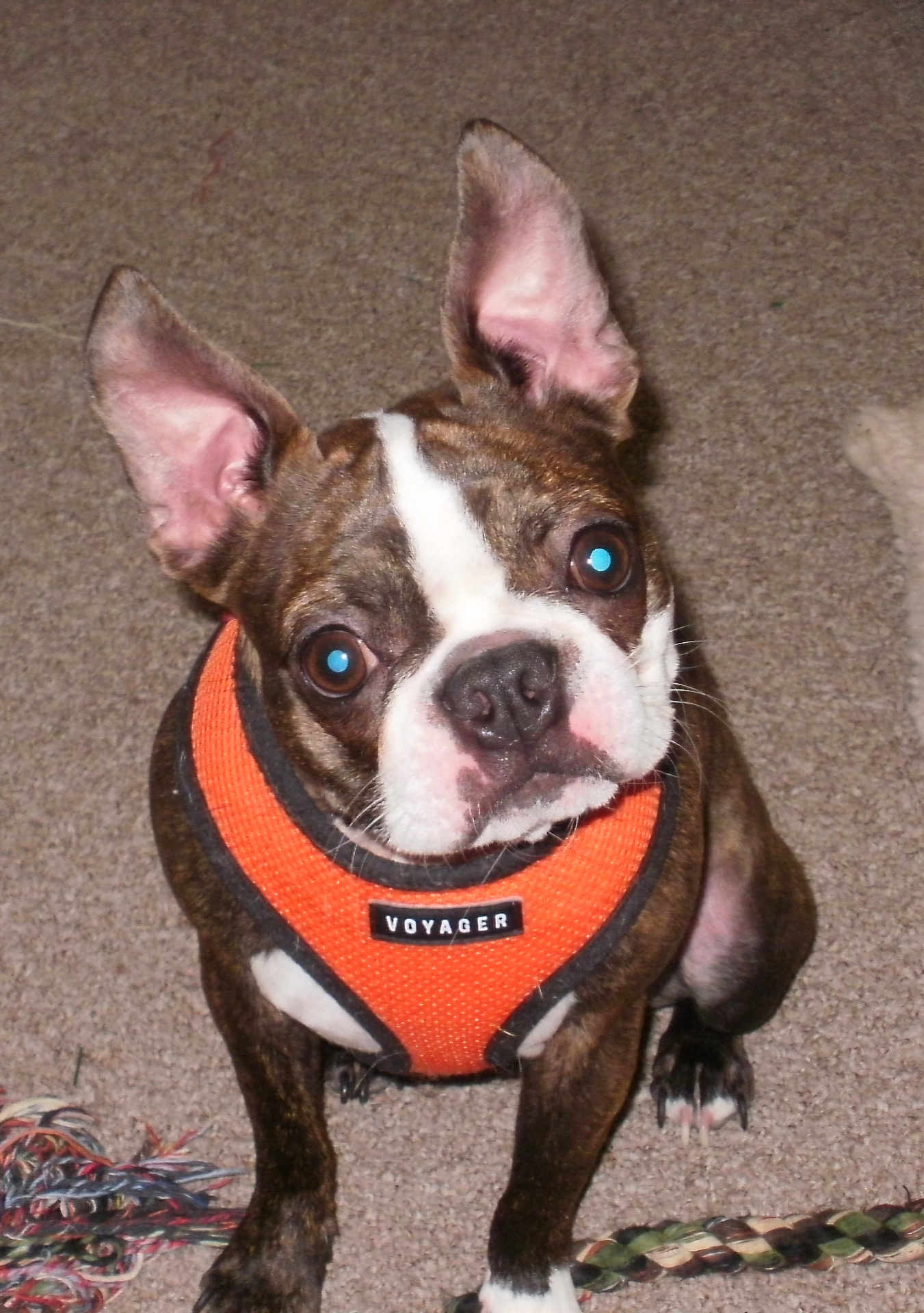 Samsonn is registered to the contest to win money with this photo: dog, puppy, boston_terrier, pet, orange_harness, voyager_label, carpet, indoor, toy_rope, big_ears, perky_ears, brindle_coat, white_marking, close_up, portrait, sitting, curious_expression, flash_glint, cute, front_paws