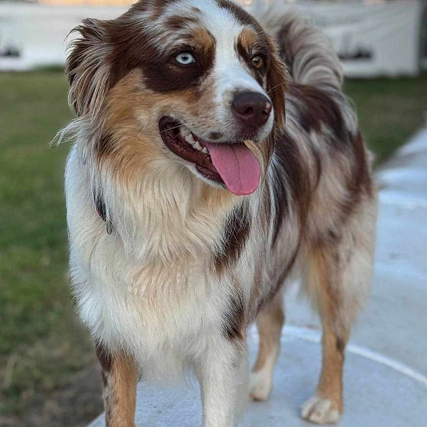 Ulalie participe au concours pour gagner de l'argent avec cette photo : animal, australian_shepherd, blue_eye, blurred_background, brown_eye, canine, closeup, dog, friendly, fur, grass, happy, heterochromia, nature, outdoor, path, pet, portrait, standing, tongue_out