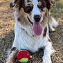 dog, australian_shepherd, tongue_out, heterochromia, tennis_ball, grass, outdoor, pet, animal, playful, happy, brown_and_white, fur, lying_down, summer, nature, close_up, canine, tongue, flower