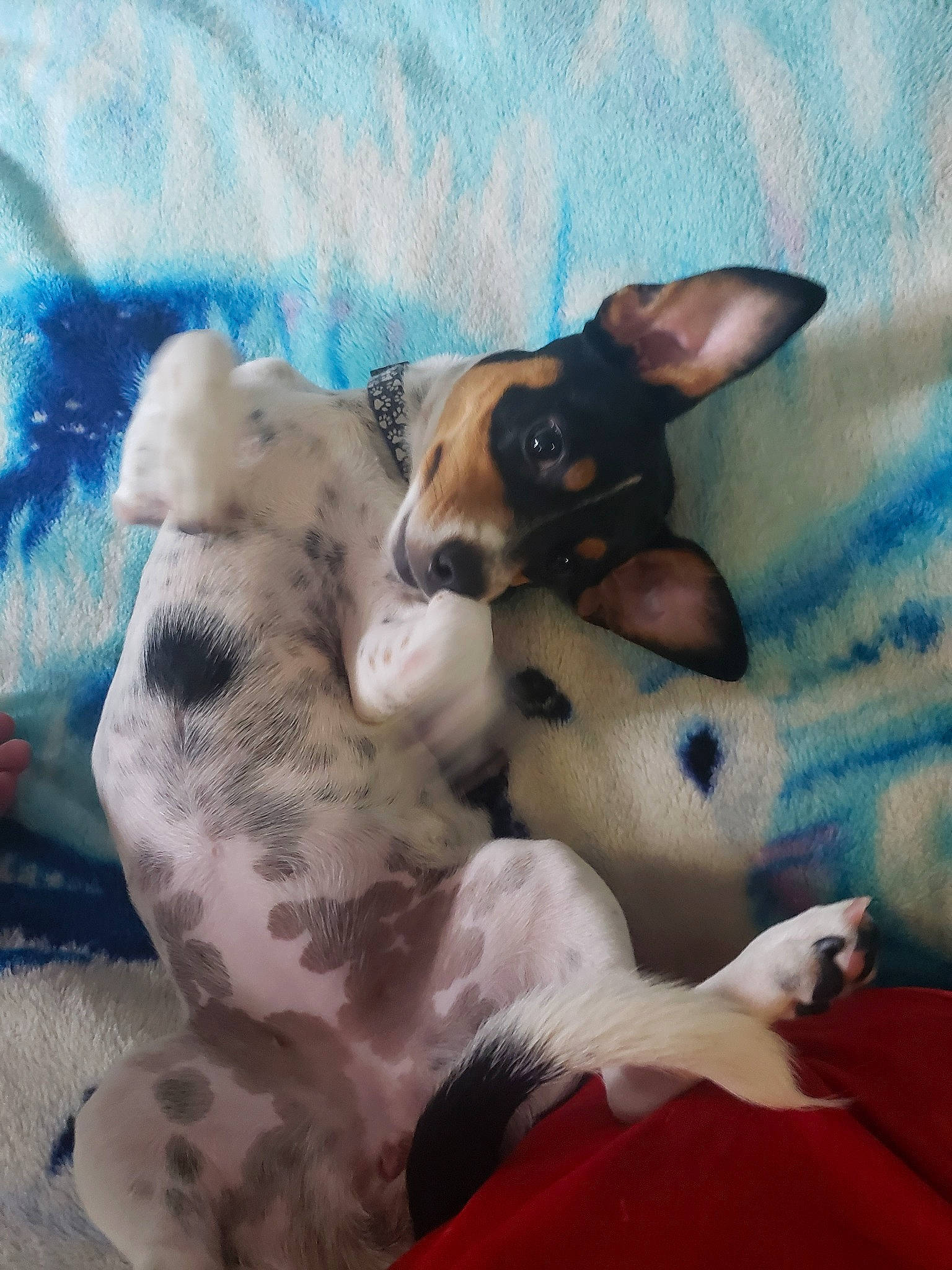 Cookie is registered to the contest to win money with this photo: american_hairless_terrier, canidae, carnivore, chilean_fox_terrier, companion_dog, dog, dog_breed, fox_terrier, mammal, miniature_fox_terrier, puppy, puppy_love, rat_terrier, ratonero_bodeguero_andaluz, smooth_fox_terrier, snout, teddy_roosevelt_terrier, terrier, toy_fox_terrier, vertebrate