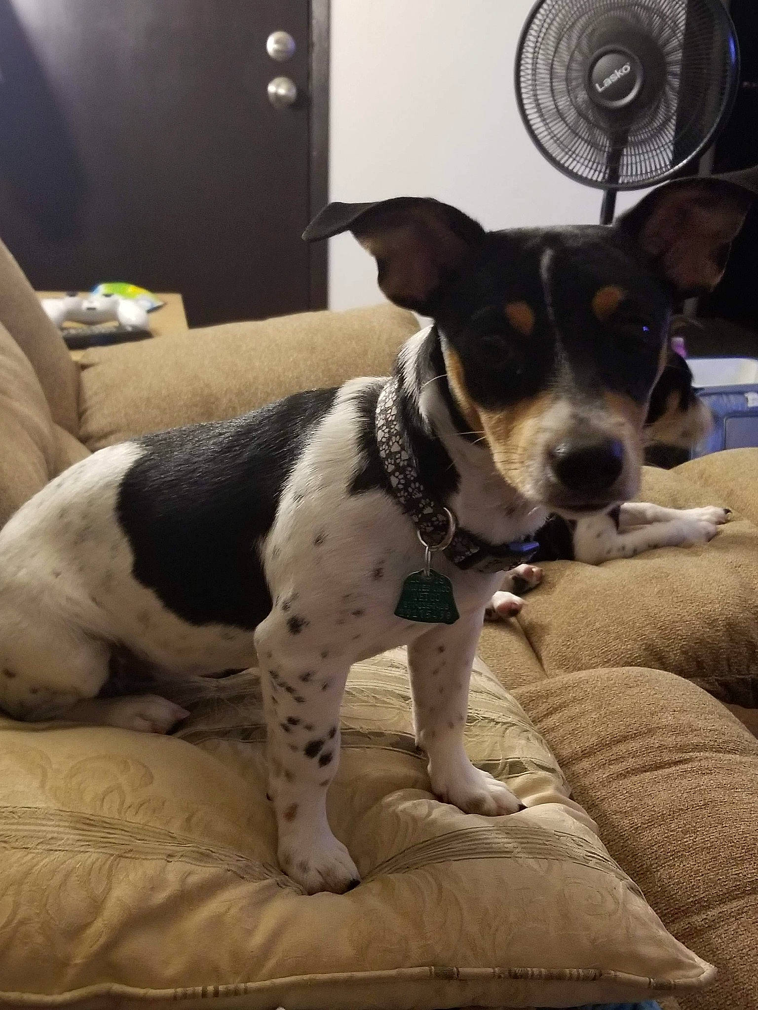 Cookie joined the competition — help win amazing prizes! brazilian_terrier, canidae, carnivore, companion_dog, danish_swedish_farmdog, dog, dog_breed, feist, mammal, miniature_fox_terrier, puppy, rat_terrier, ratonero_bodeguero_andaluz, snout, sporting_group, teddy_roosevelt_terrier, vertebrate