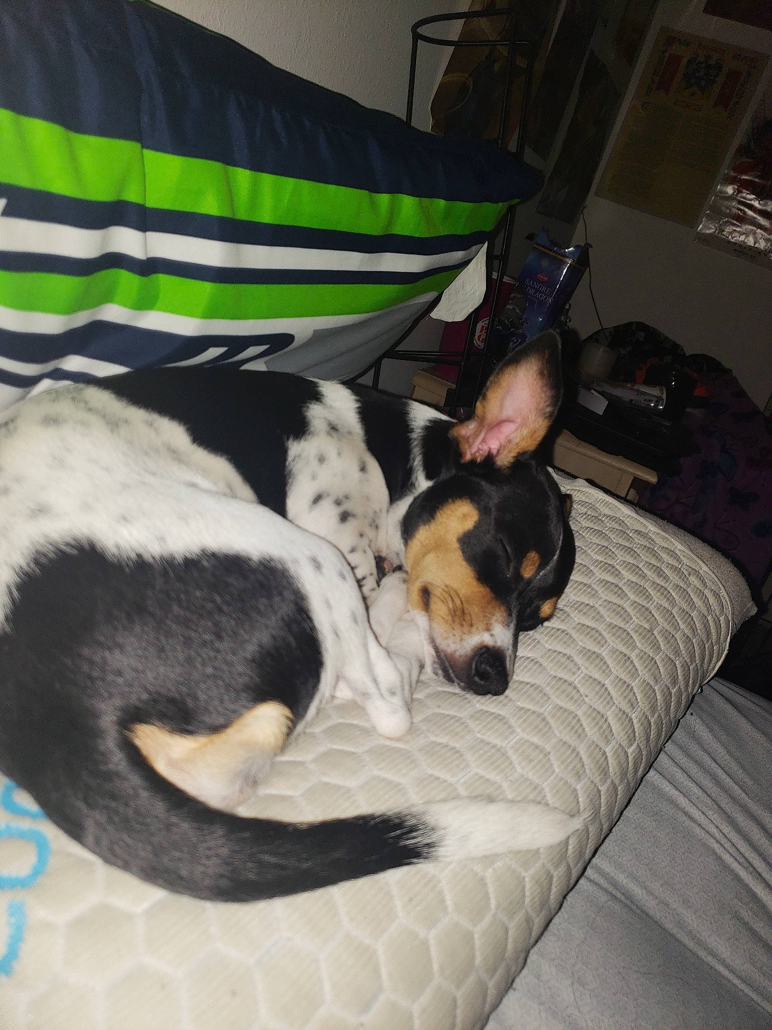 Cookie joined the competition — help win amazing prizes! canidae, carnivore, dog, dog_breed, miniature_pinscher, prazsky_krysarik, rat_terrier, ratonero_bodeguero_andaluz, smooth_fox_terrier, teddy_roosevelt_terrier, toy_dog, toy_fox_terrier