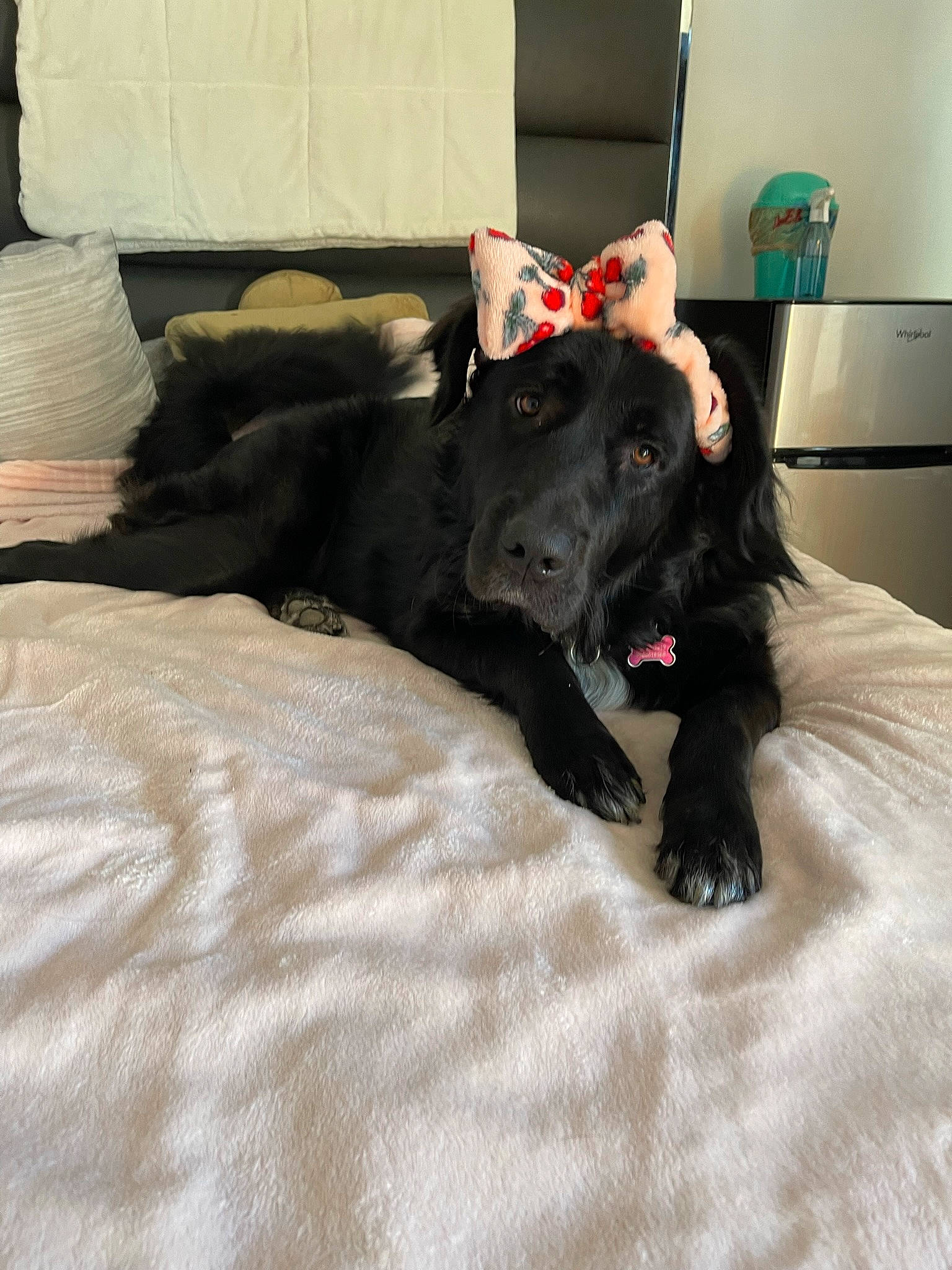 Mika is registered to the contest to win money with this photo: bed, bed_sheet, bedding, borador, carnivore, comfort, companion_dog, couch, dog, dog_breed, flooring, fur, grey, guard_dog, hardwood, linens, room, sporting_group, tail, working_animal