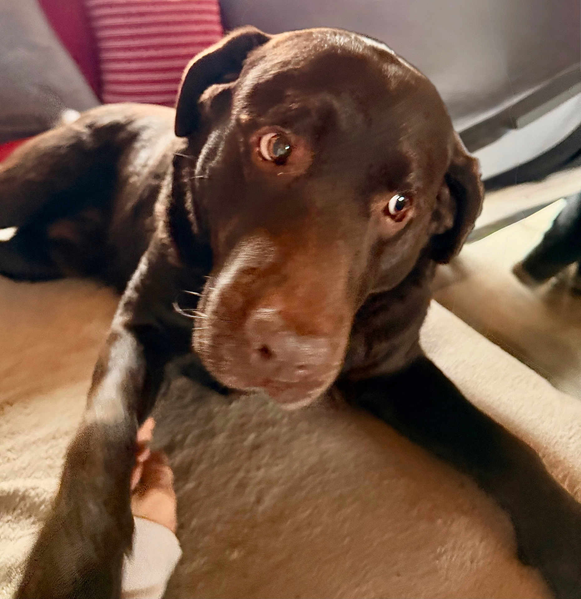 Oscar a rejoint le concours — aidez-le/la à gagner de superbes lots ! dog, chocolate, pet, animal, carpet, indoor, paw, hand, close_up, curious, brown, fur, canine, companion, domestic, resting, cute, portrait, friendly, house