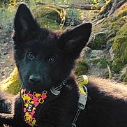 Laïka participe au concours pour gagner de l'argent avec cette photo : puppy, dog, black_fur, harness, forest, moss, sunlight, nature, outdoor, wildflowers, tree, animal, pet, young_dog, canine, laying_down, cute, fluffy, daylight, scenery