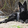 dog, black_dog, animal, outdoor, nature, grass, bush, pet, canine, fur, ears, paw, laying_down, alert, looking_at_camera, mammal, quiet, resting, ground, daylight