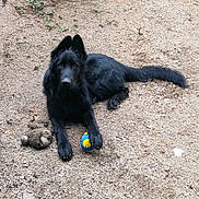 Sirius a rejoint le concours — aidez-le/la à gagner de superbes lots ! dog, black_dog, toy, ball, stuffed_toy, outdoor, gravel, animal, pet, paw, lying_down, looking_at_camera, playful, fur, mammal, canine, nature, resting, companion, cute
