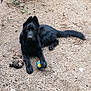 dog, black_dog, toy, ball, stuffed_toy, outdoor, gravel, animal, pet, paw, lying_down, looking_at_camera, playful, fur, mammal, canine, nature, resting, companion, cute