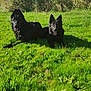dog, black_dog, grass, outdoor, sunlight, pet, animal, nature, canine, tongue_out, lying_down, greenery, summer, happy, playful, ears_up, two_dogs, field, daytime, mammal