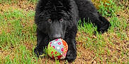 Sirius participe au concours pour gagner de l'argent avec cette photo : dog, black_dog, ball, grass, outdoor, playful, pet, animal, fur, nature, greenery, canine, toy, young_dog, chewing, lying_down, garden, summer, cute, animal_portrait