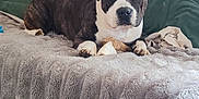 Lutcho participe au concours pour gagner de l'argent avec cette photo : animal, blanket, bostonbull, boxer, bulldog, canine, couch, cushion, dog, dogbed, furniture, homedecor, pet, pillow, pitbull, puppy