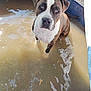 animal, brindle, canine, container, curious, dog, ears, face, gravel, looking_up, muddy_water, outdoor, pet, playful, pool, puddle, reflection, summer, water, white