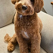 Bruno is registered to the contest to win money with this photo: dog, puppy, brown_fur, curly_fur, couch, indoor, pet, cute, tilted_head, stairs, wooden_stairs, home, living_room, fur, animal, friendly, sitting, adorable, companion, canine