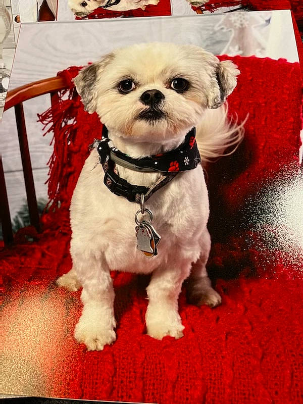 Scrappy is registered to the contest to win money with this photo: carnivore, collar, companion_dog, dog, dog_breed, dog_clothes, dog_collar, dog_supply, event, eyewear, fashion_accessory, fawn, fur, leash, pattern, pet_supply, small_terrier, sporting_group, toy_dog, working_animal