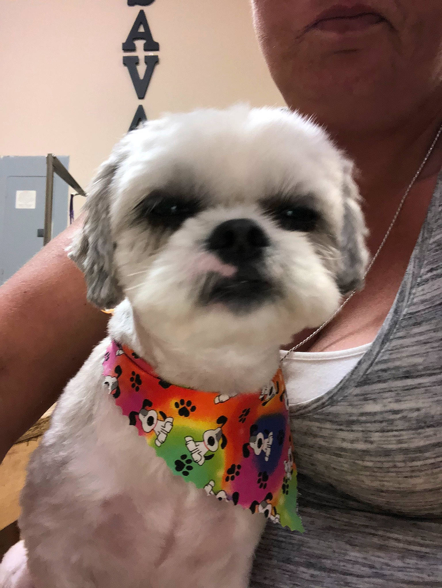 Scrappy joined the competition — help win amazing prizes! canidae, carnivore, collar, companion_dog, dog, dog_breed, dog_clothes, dog_collar, dog_supply, dress, fashion_accessory, fawn, fur, leash, pet_supply, shih_tzu, snout, sporting_group, toy_dog, working_animal