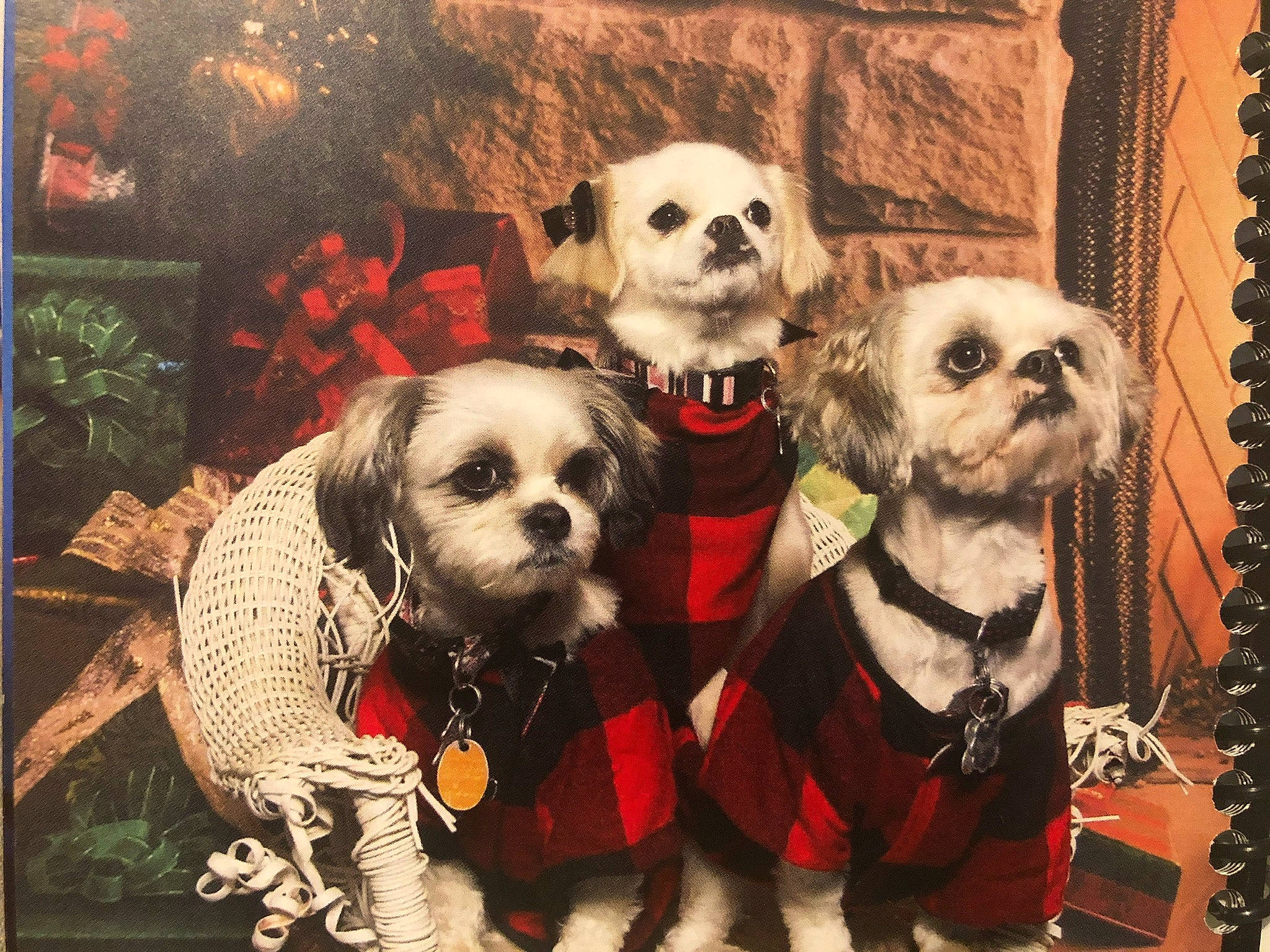 Scrappy is registered to the contest to win money with this photo: art, canidae, carnivore, collar, companion_dog, dog, dog_breed, dog_clothes, dog_supply, fashion_accessory, fawn, fur, pattern, pet_supply, picture_frame, rectangle, snout, sporting_group, toy_dog, working_animal