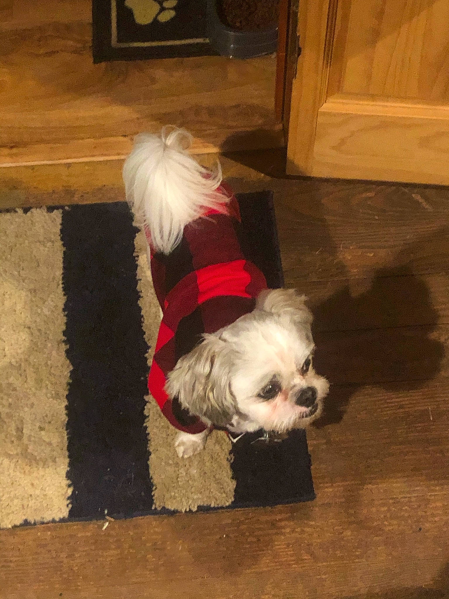 Scrappy joined the competition — help win amazing prizes! carnivore, companion_dog, dog, dog_breed, dog_clothes, dog_supply, fawn, flooring, fur, hardwood, leash, pet_supply, small_terrier, snout, sporting_group, terrier, toy_dog, wood, wood_stain, working_animal