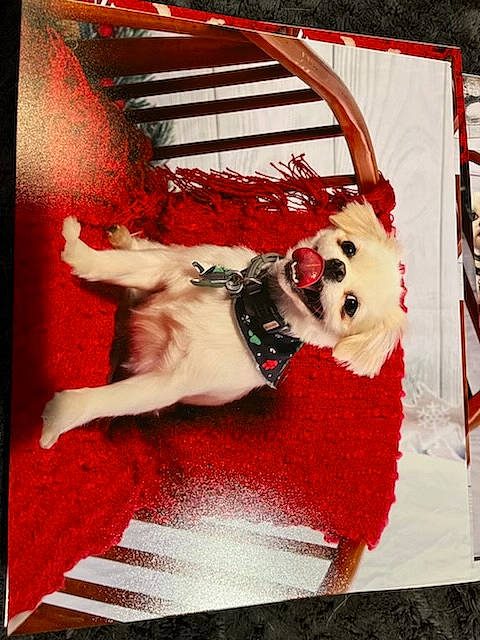 Roxie joined the competition — help win amazing prizes! art, carmine, companion_dog, coquelicot, dog_breed, fawn, fictional_character, flooring, fur, magenta, pattern, rectangle, red, room, rose, stock_photography, sunglasses, visual_arts, window, working_animal