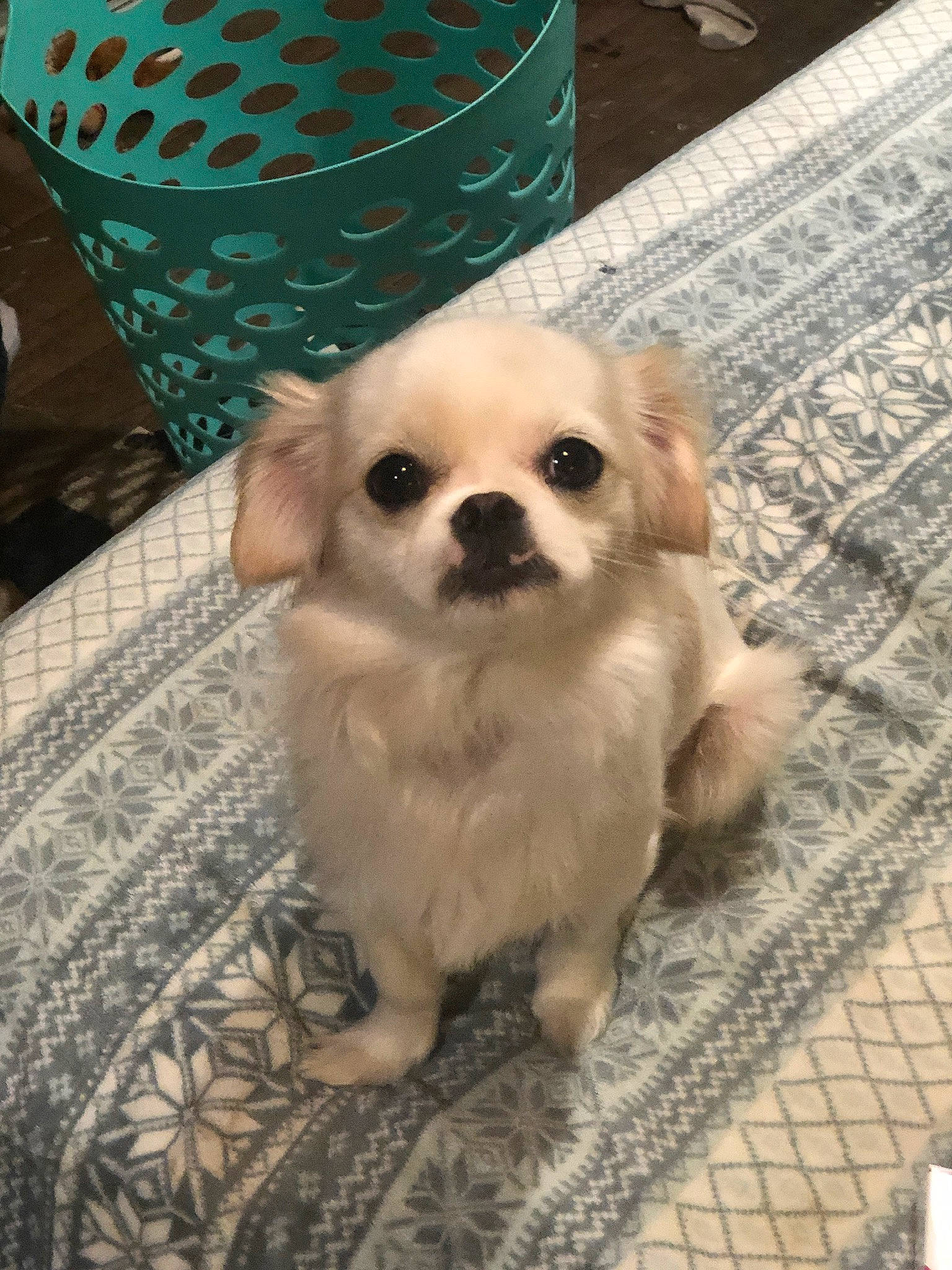 Roxie joined the competition — help win amazing prizes! canidae, carnivore, chihuahua, companion_dog, corgi_chihuahua, dog, dog_breed, dog_supply, fawn, flooring, fur, pattern, puppy, puppy_love, snout, sporting_group, toy_dog, whiskers, wood, working_animal