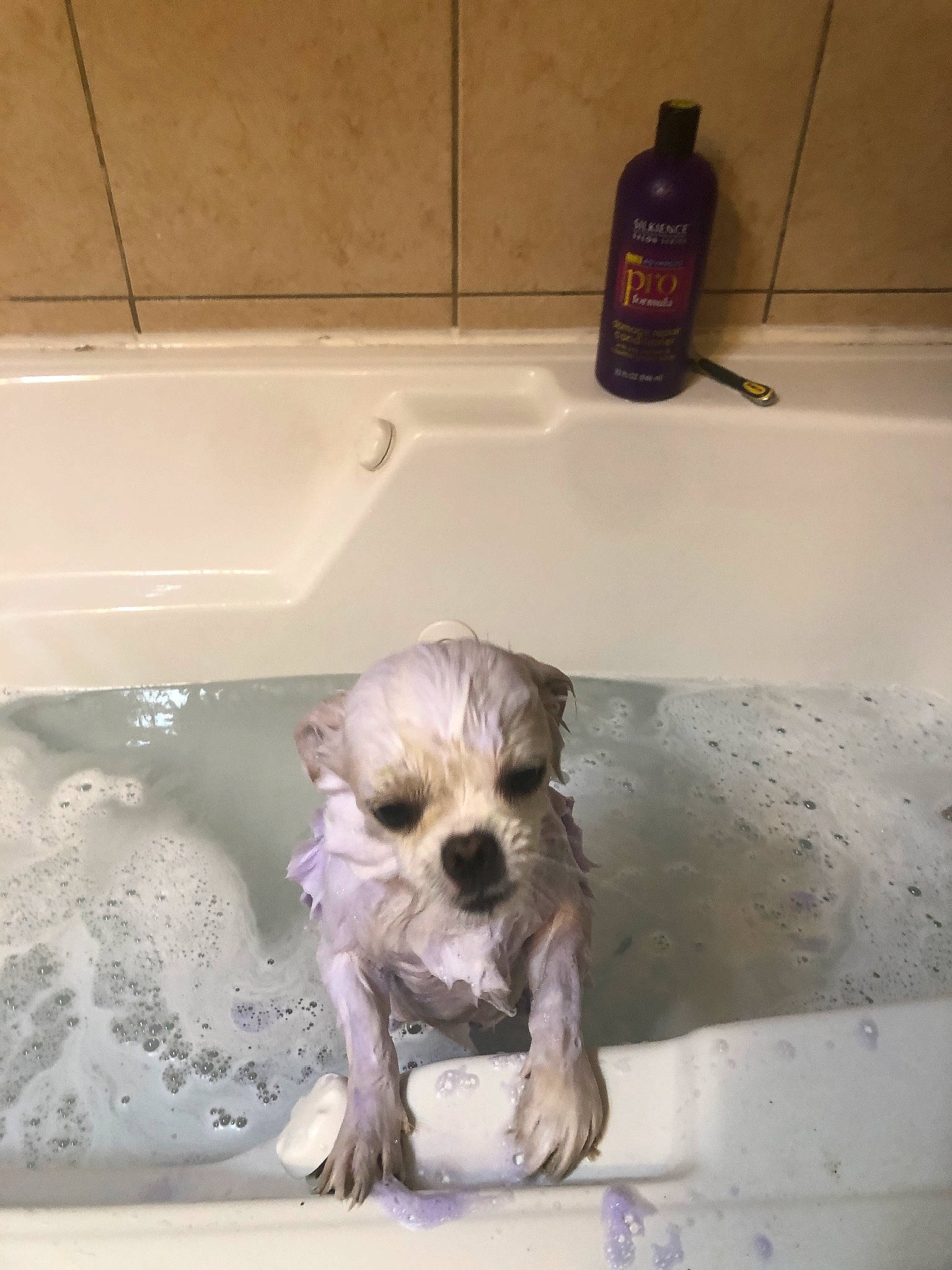 Roxie is registered to the contest to win money with this photo: bathing, bathroom, bathtub, bottle, carnivore, companion_dog, dog, dog_breed, dog_supply, fawn, fluid, liver, plastic_bottle, plumbing, plumbing_fixture, snout, sporting_group, tap, toy_dog, working_animal