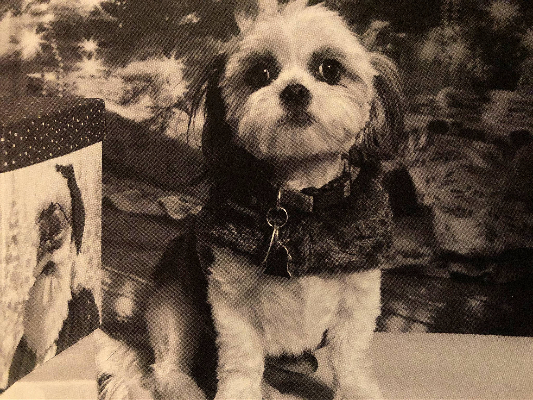 Bonnie joined the competition — help win amazing prizes! carnivore, collar, companion_dog, dog, dog_breed, dog_clothes, dog_collar, dog_supply, eyewear, fawn, glasses, small_terrier, snout, style, sunglasses, terrier, toy_dog, vision_care, white, working_animal