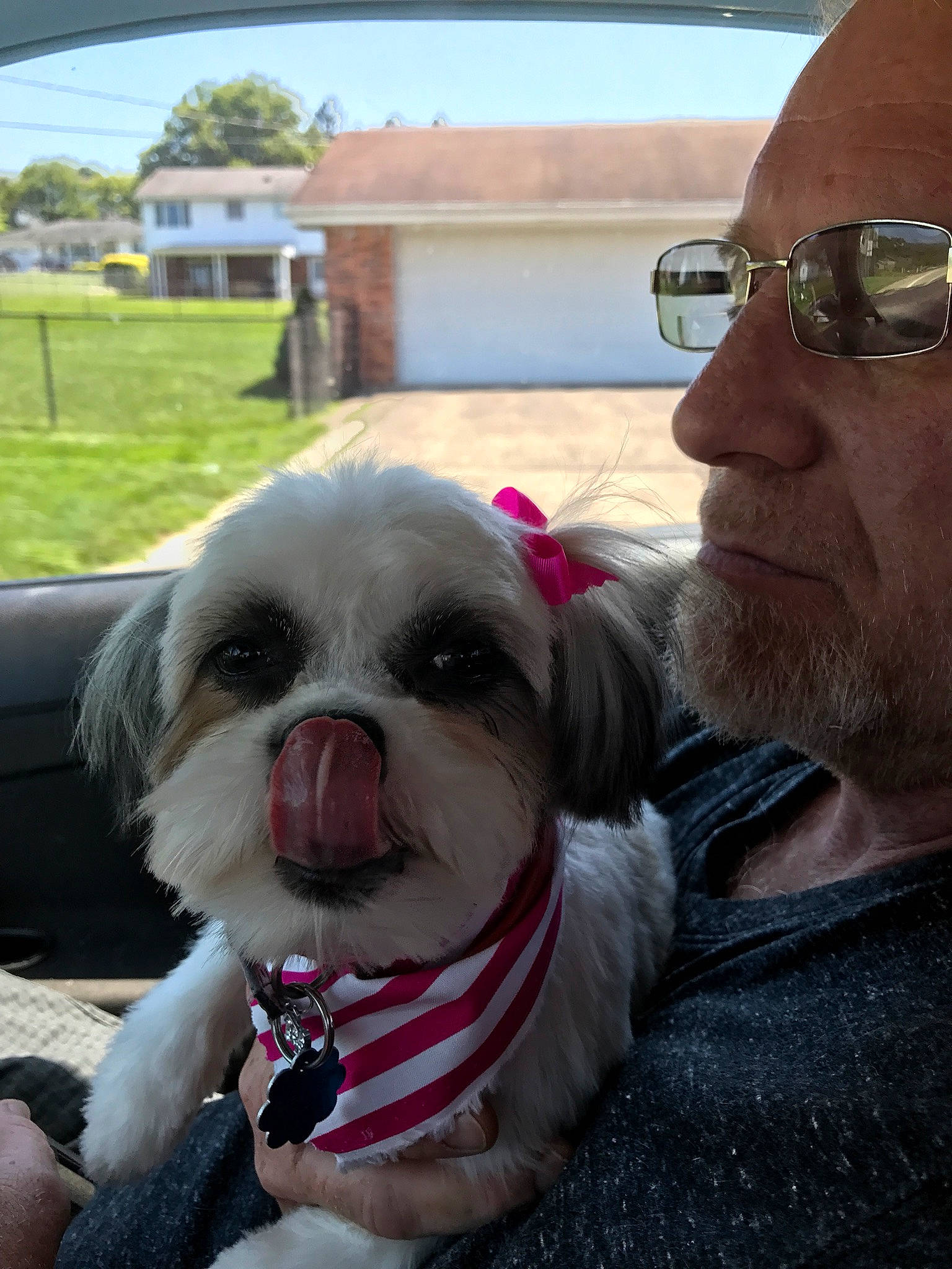 Bonnie is registered to the contest to win money with this photo: carnivore, collar, companion_dog, dog, dog_breed, dog_collar, eyewear, fawn, glasses, leash, mammal, shih_tzu, sky, snout, sporting_group, sunglasses, toy_dog, vision_care, working_animal, wrinkle