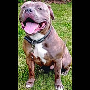 Thor is registered to the contest to win money with this photo: dog, canine, pet, grass, collar, leash, outdoor, animal, happy, sitting, tongue_out, brown_coat, white_chest, ears, snout, paw, nature, playful, friendly, summer