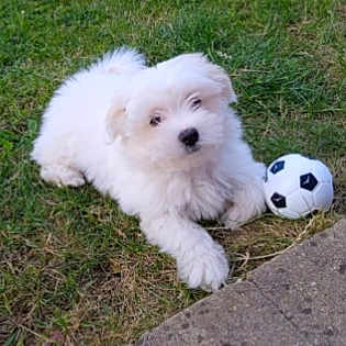 Toy