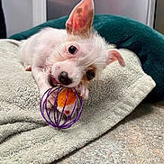 Ollie joined the competition — help win amazing prizes! animal, carpet, chewing, curious, cute, dog, ear, floor, home, indoor, pet, pet_toy, playing, puppy, relaxing, small_dog, towel, toy, white_dog, young_dog