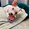 animal, carpet, chewing, curious, cute, dog, ear, floor, home, indoor, pet, pet_toy, playing, puppy, relaxing, small_dog, towel, toy, white_dog, young_dog