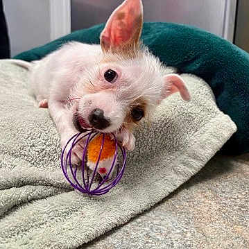 Ollie joined the competition — help win amazing prizes! animal, carpet, chewing, curious, cute, dog, ear, floor, home, indoor, pet, pet_toy, playing, puppy, relaxing, small_dog, towel, toy, white_dog, young_dog