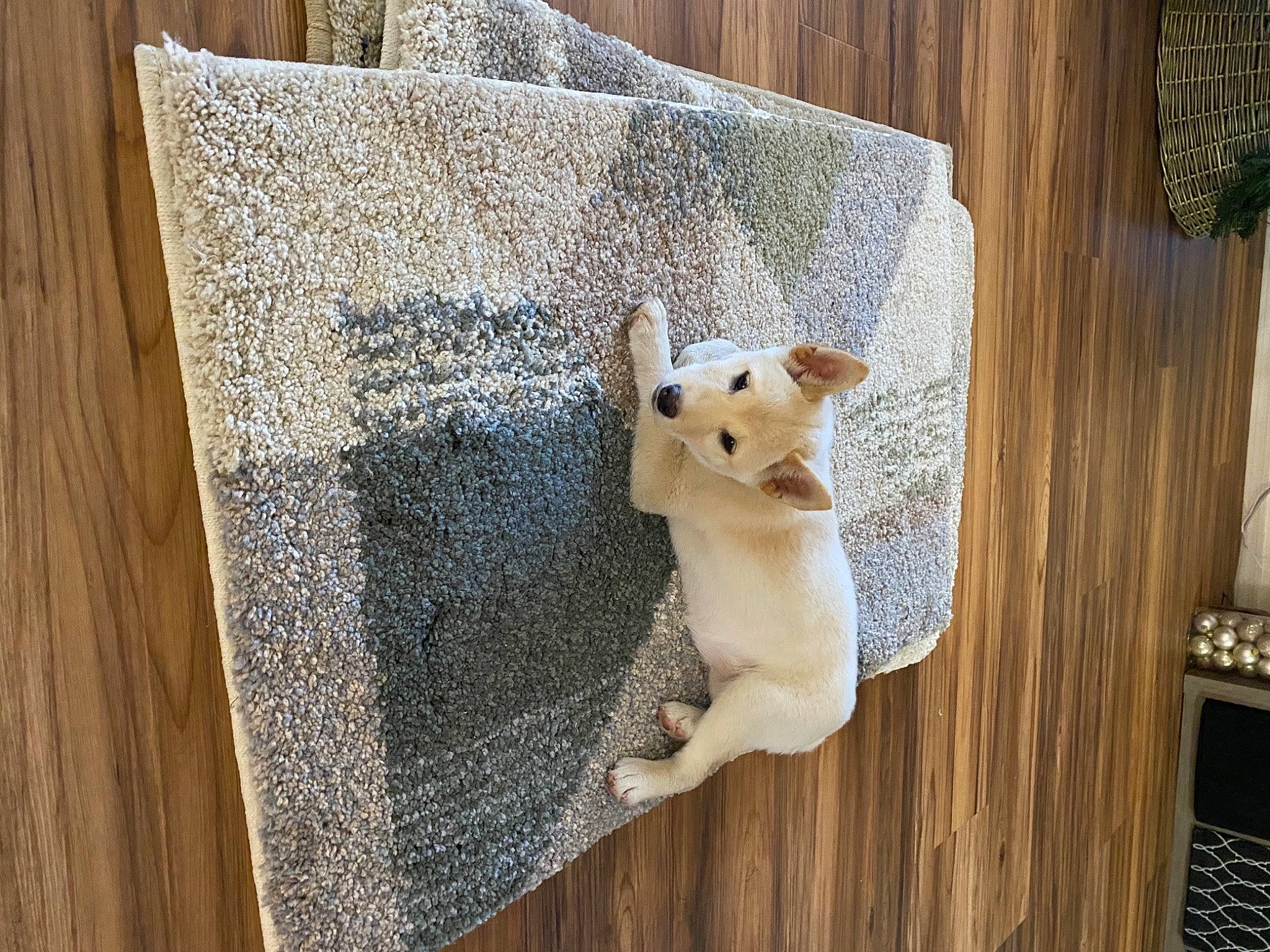 Yuki is registered to the contest to win money with this photo: canidae, carnivore, companion_dog, curtain, dog, dog_breed, fawn, hardwood, home_accessories, non_sporting_group, pet_supply, plywood, snout, stuffed_toy, terrestrial_animal, toy, wood, wood_stain, working_animal, working_dog