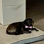 Upsy participe au concours pour gagner de l'argent avec cette photo : animal, black_dog, bow_tie, cabinet, companion, cozy, cute, decor, dog, domestic, floor, furniture, indoor, looking_away, mammal, pet, pet_bed, relaxed, resting, tile_floor