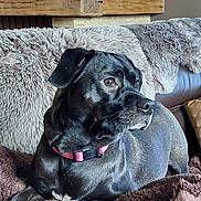 Upsy a rejoint le concours — aidez-le/la à gagner de superbes lots ! black_dog, blanket, brown, closeup, collar, comfort, couch, decor, dog, domestic_animal, fur_throw, household, indoor, leather, mammal, pet, relaxed, resting, side_view, wooden_shelf