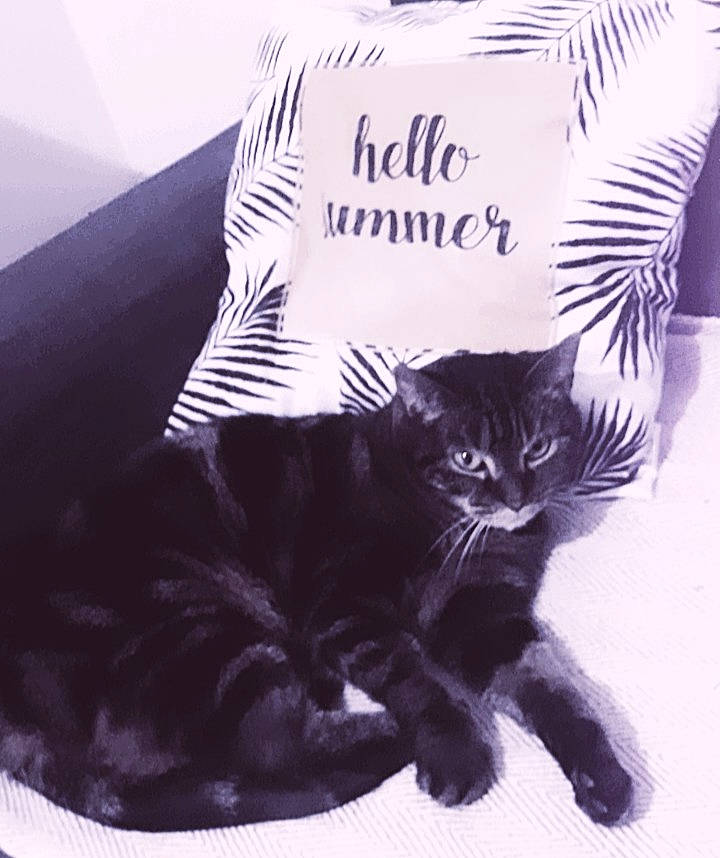 Hawaïe a rejoint le concours — aidez-le/la à gagner de superbes lots ! asian, black_and_white, black_cat, carnivore, cat, domestic_short_haired_cat, felidae, font, fur, illustration, kitten, small_to_medium_sized_cats, tail, whiskers