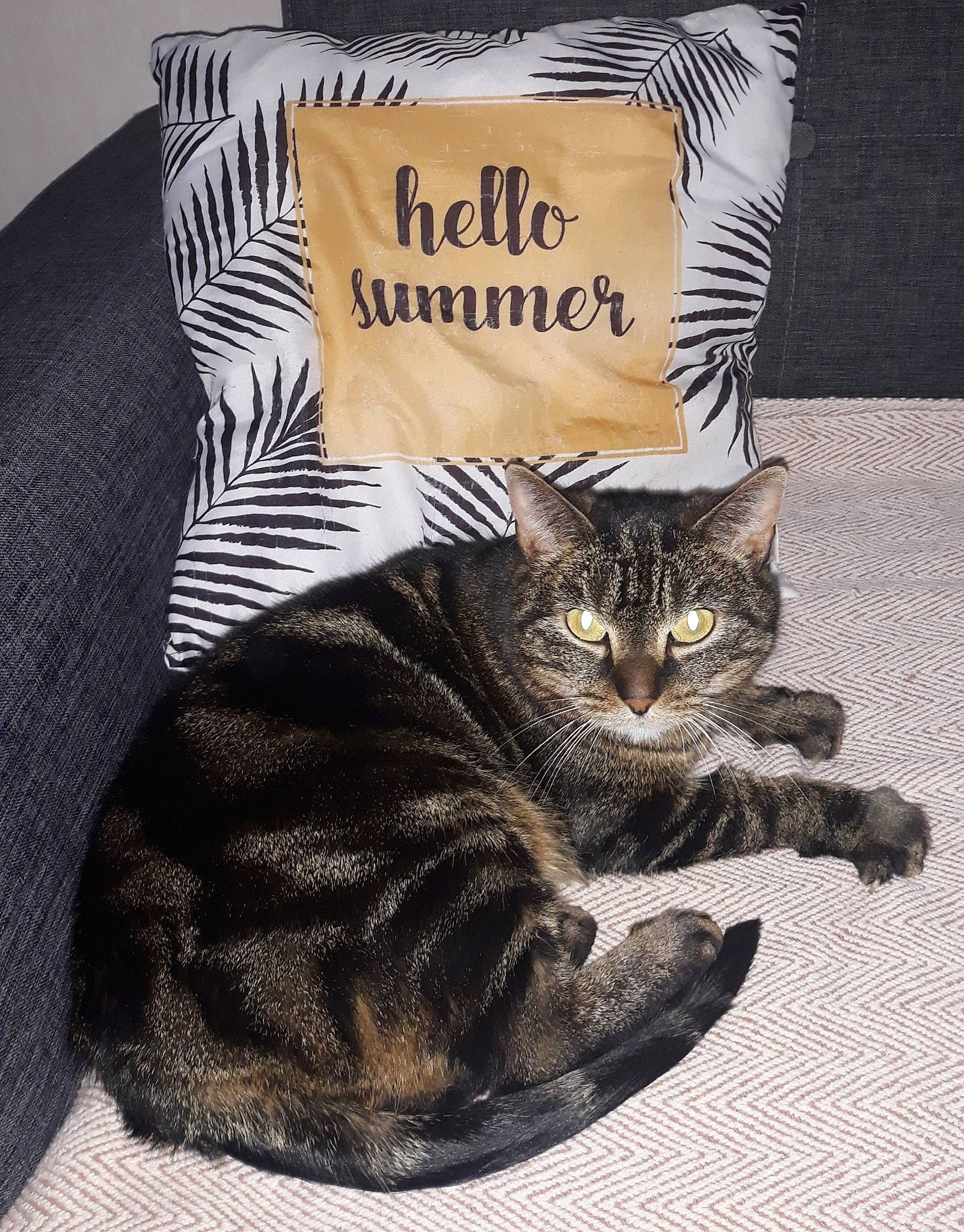 Hawaïe a rejoint le concours — aidez-le/la à gagner de superbes lots ! american_shorthair, asian, british_shorthair, california_spangled, carnivore, cat, domestic_short_haired_cat, dragon_li, european_shorthair, felidae, fur, kitten, paw, small_to_medium_sized_cats, tabby_cat, tail, whiskers