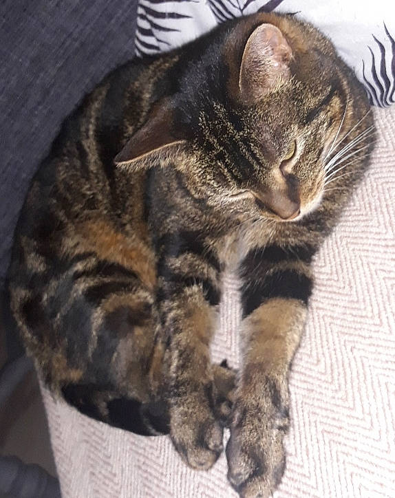 Hawaïe a rejoint le concours — aidez-le/la à gagner de superbes lots ! american_bobtail, american_shorthair, american_wirehair, asian, california_spangled, carnivore, cat, domestic_short_haired_cat, dragon_li, european_shorthair, felidae, fur, german_rex, paw, polydactyl_cat, small_to_medium_sized_cats, snout, tabby_cat, whiskers, wild_cat