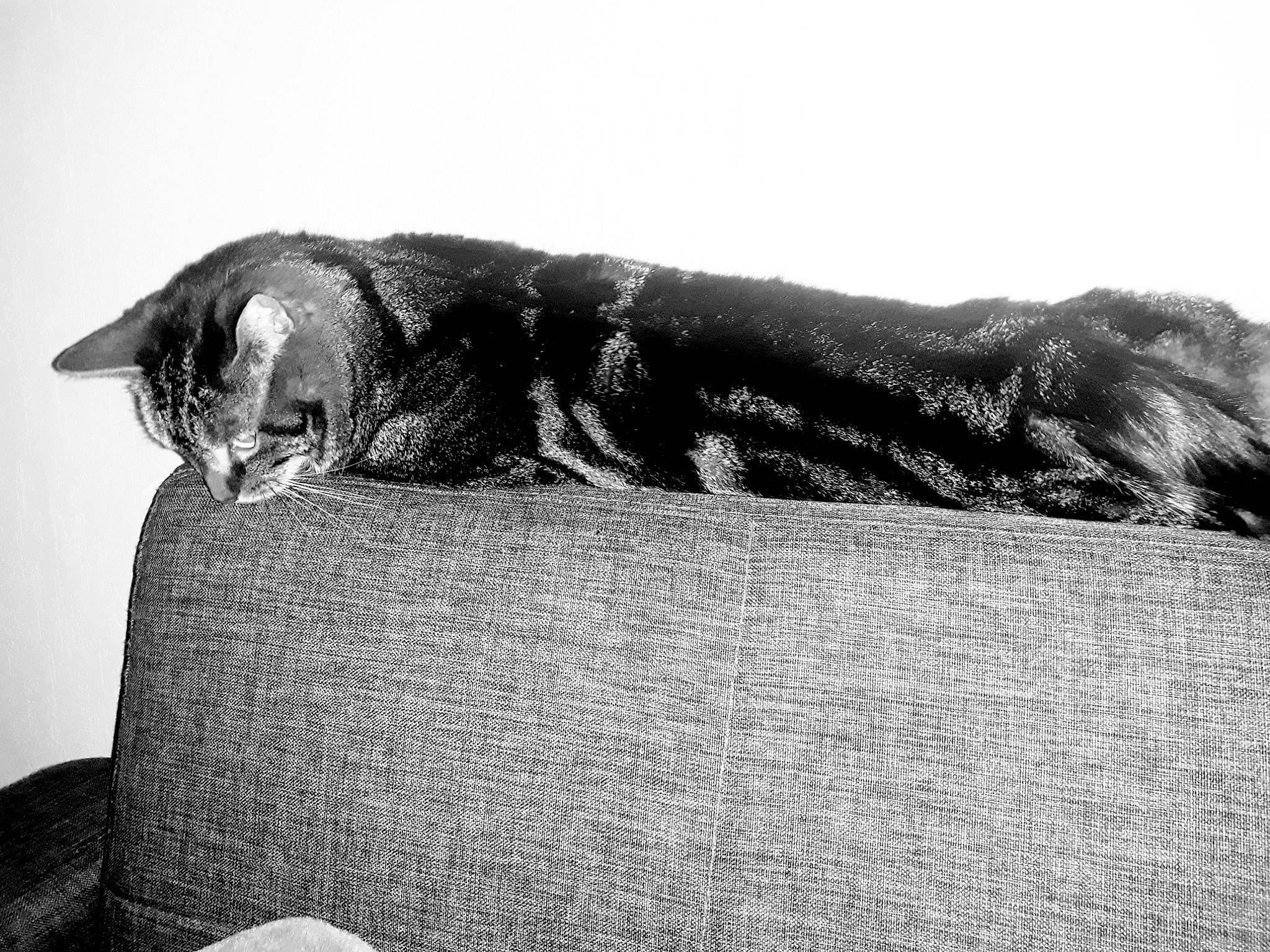 Hawaïe participe au concours pour gagner de l'argent avec cette photo : asian, black, black_and_white, black_cat, british_shorthair, carnivore, cat, domestic_short_haired_cat, ear, felidae, fur, monochrome, photography, sand, small_to_medium_sized_cats, snout, stock_photography, style, tail, whiskers